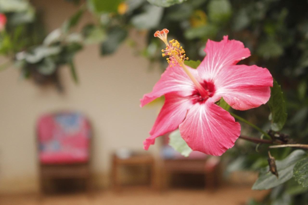 Bed and Breakfast Vida Tropical Алахуела Екстер'єр фото